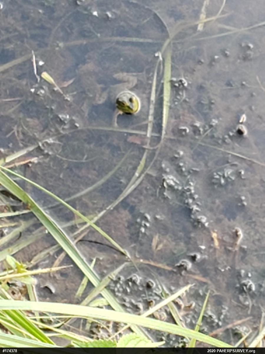 True Frogs