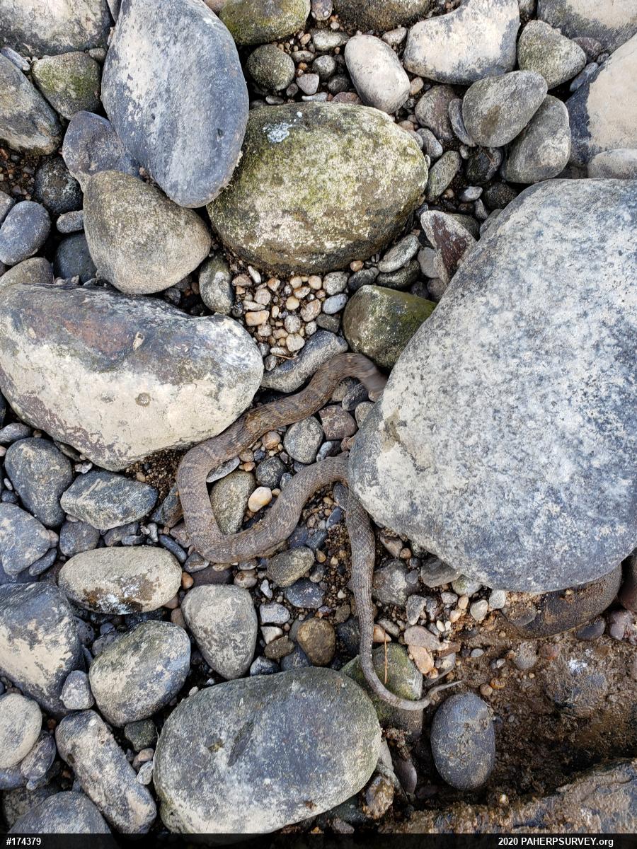 Northern Watersnake