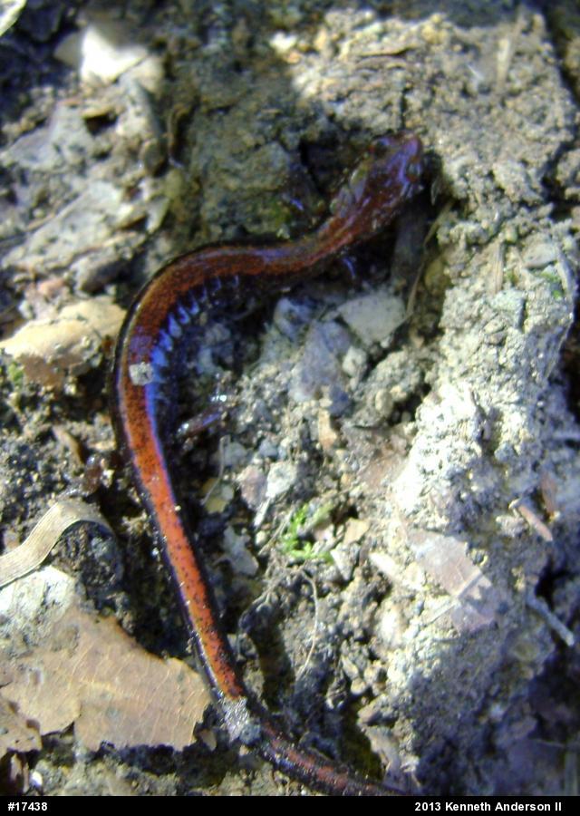 Eastern Red-backed  Salamander