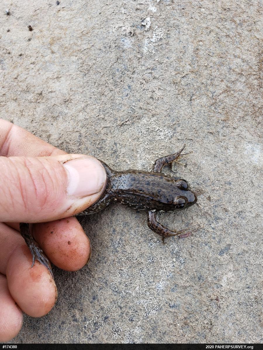 Green Frog