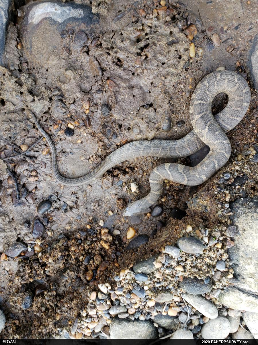 Northern Watersnake