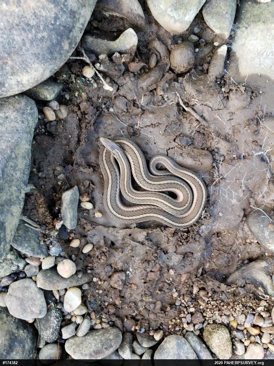Shorthead Gartersnake
