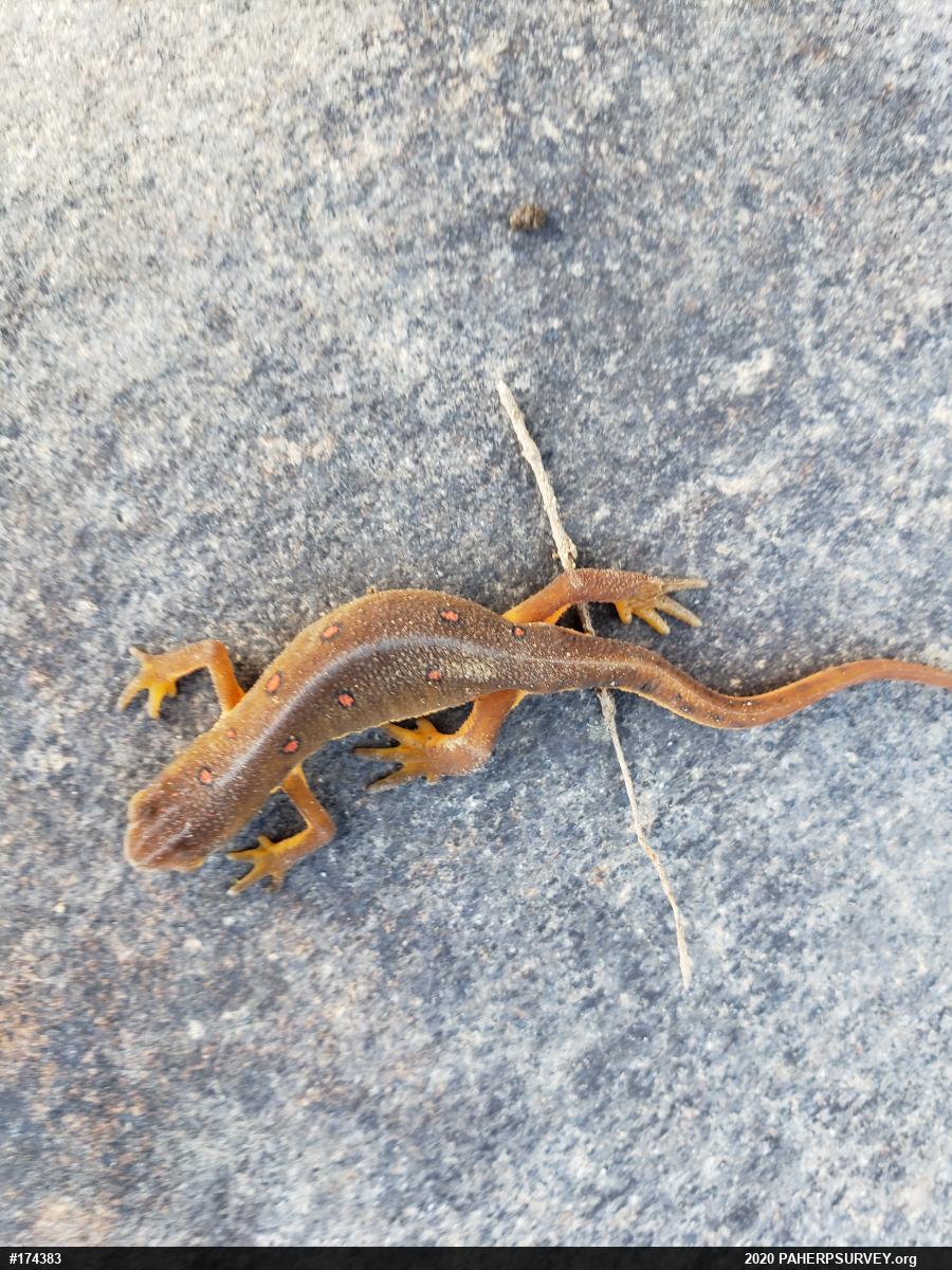 Red-spotted Newt