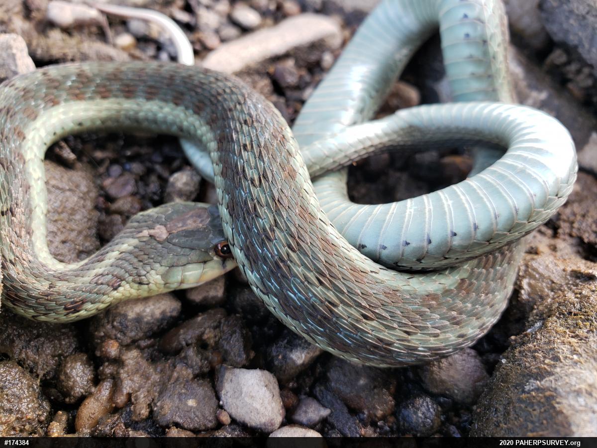 Eastern Gartersnake