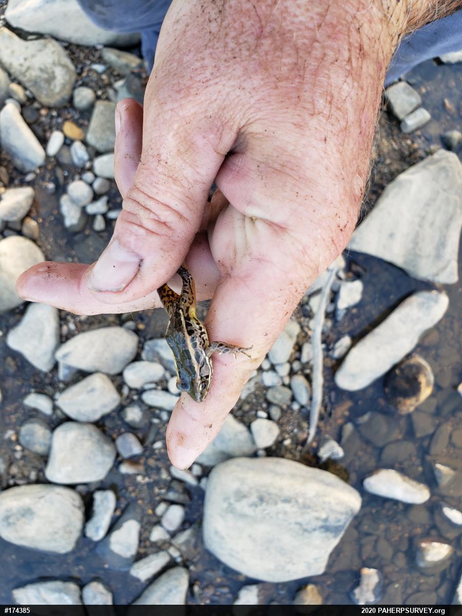 Pickerel Frog