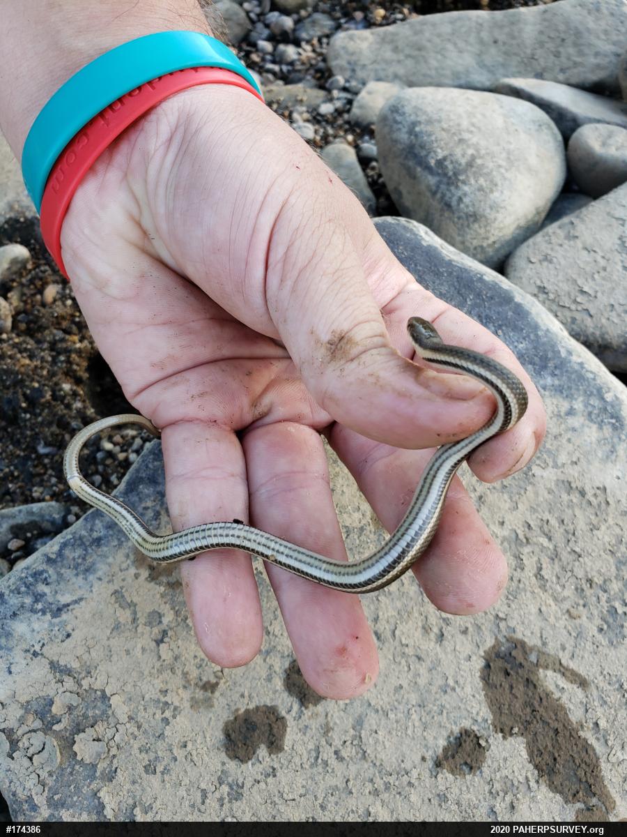 Queensnake