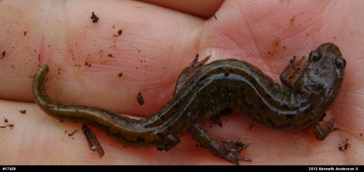 Northern Dusky Salamander