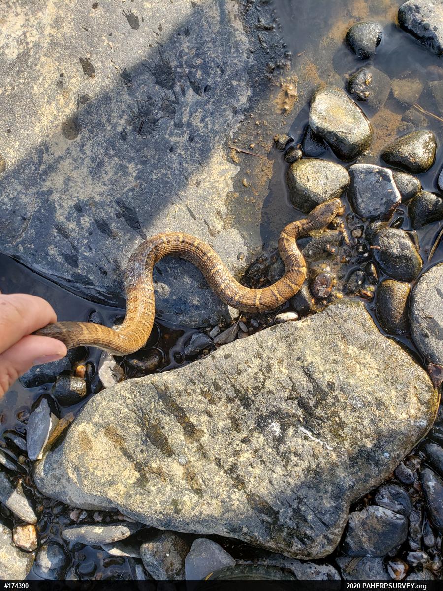Northern Watersnake