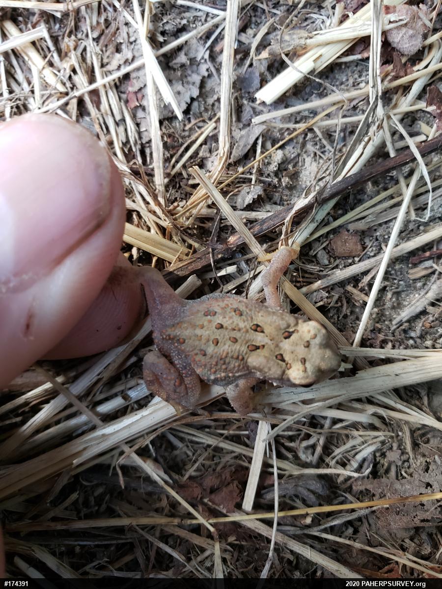 Eastern American Toad