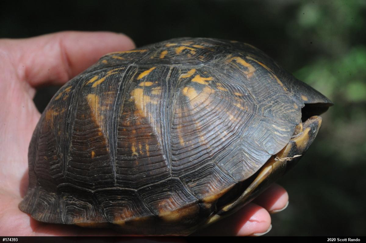 Eastern Box Turtle