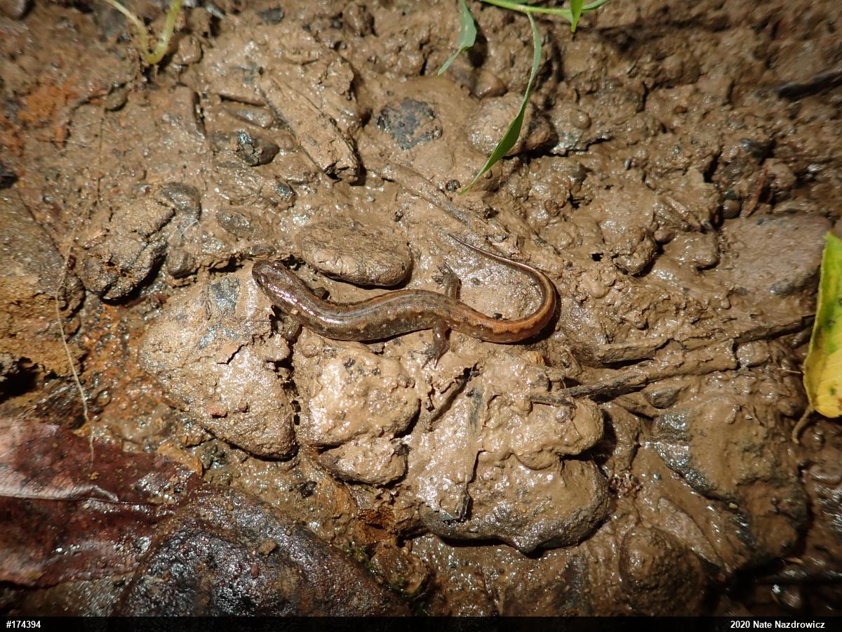 Northern Dusky Salamander