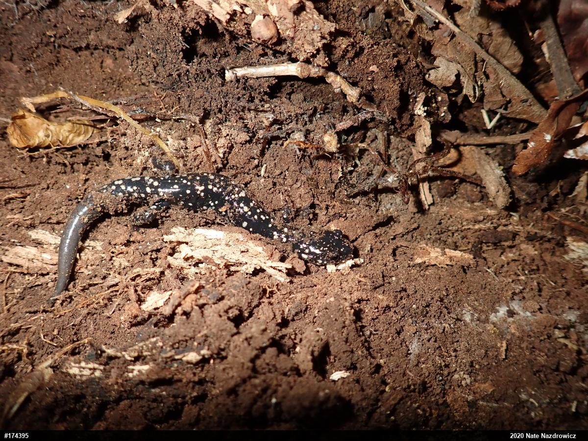 Northern Slimy Salamander