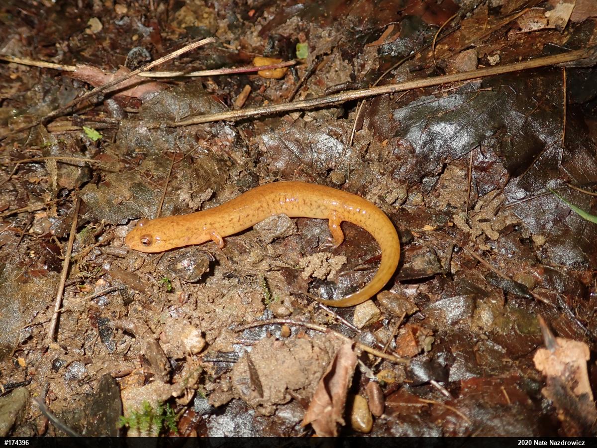Northern Spring Salamander