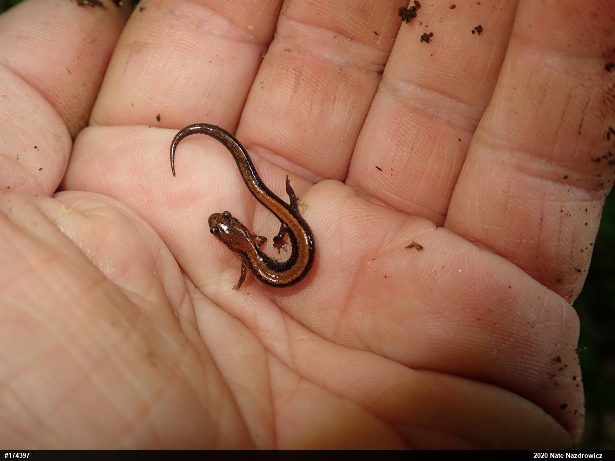 Eastern Red-backed  Salamander
