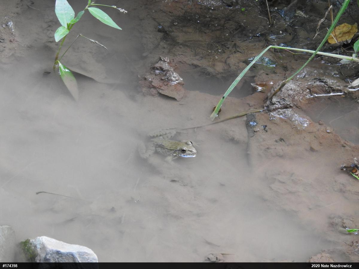 Green Frog