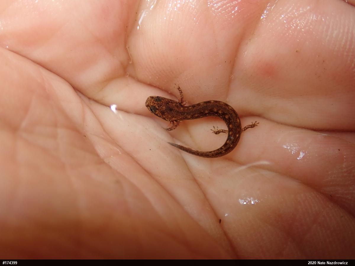 Northern Two-lined Salamander