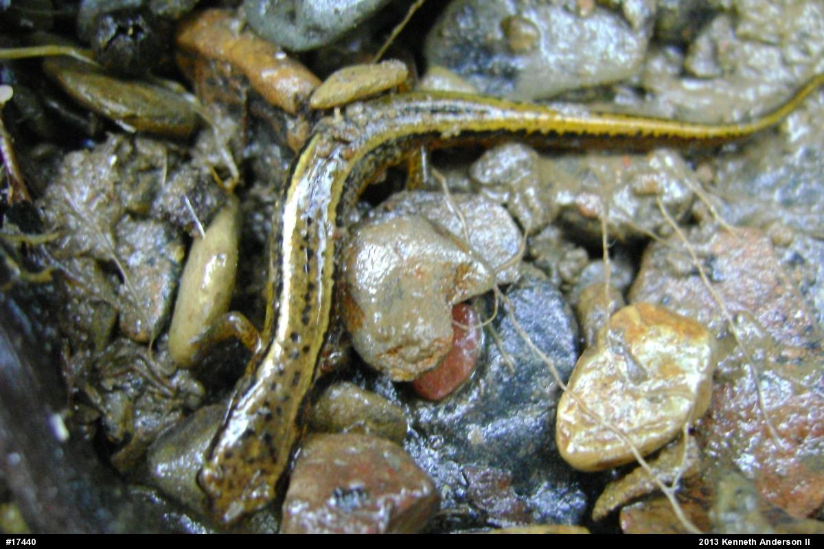 Northern Two-lined Salamander