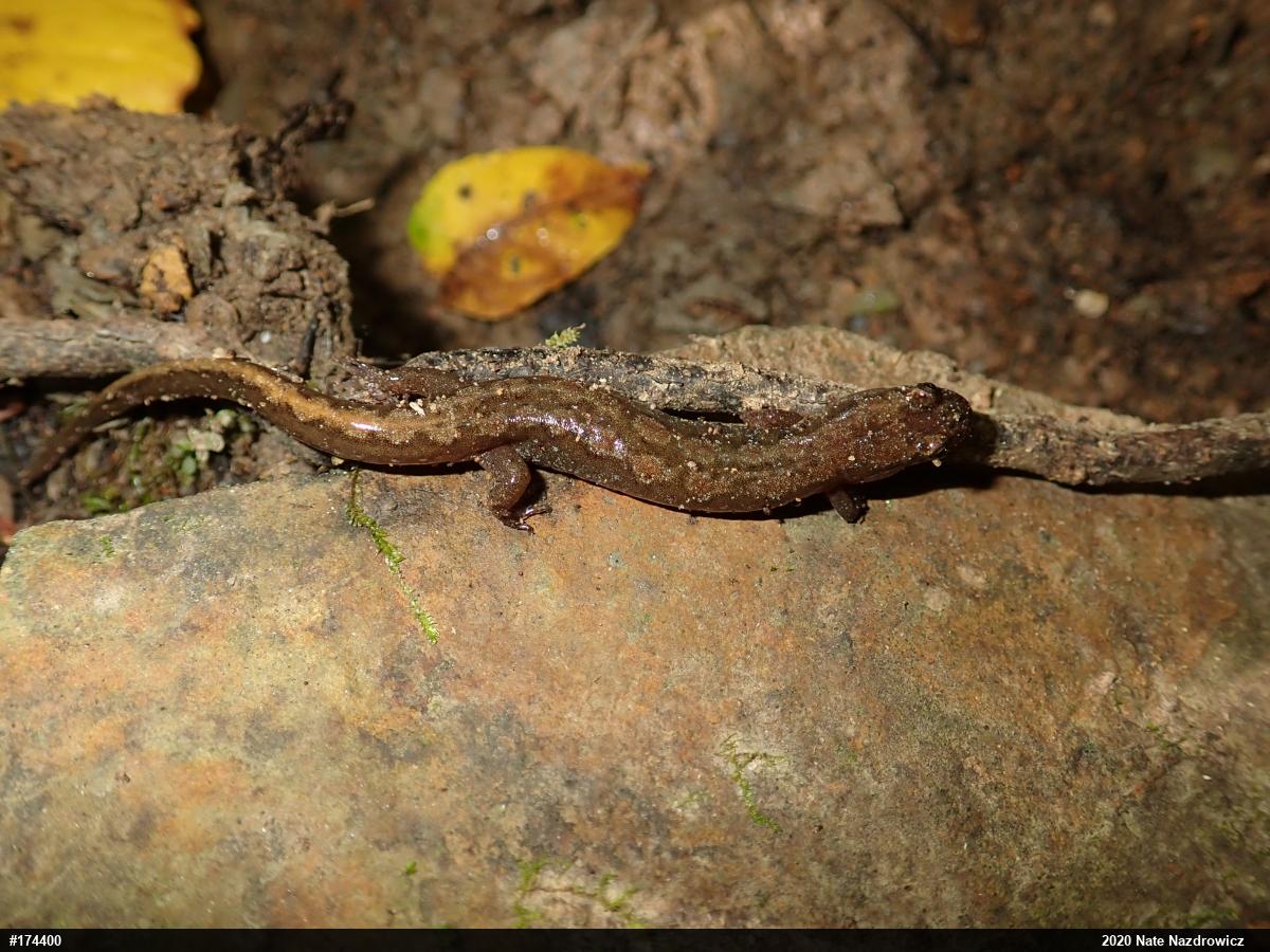 Northern Dusky Salamander
