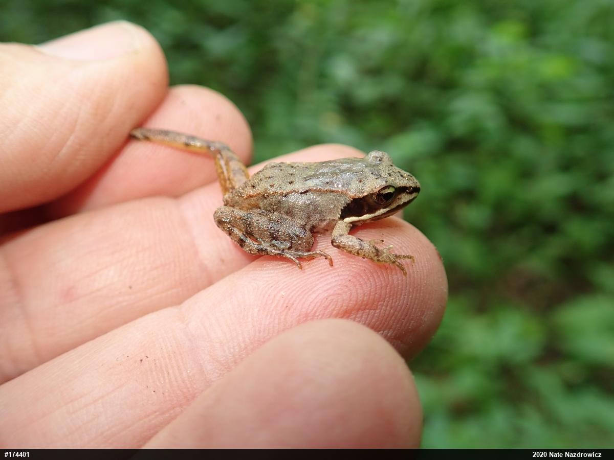 Wood Frog