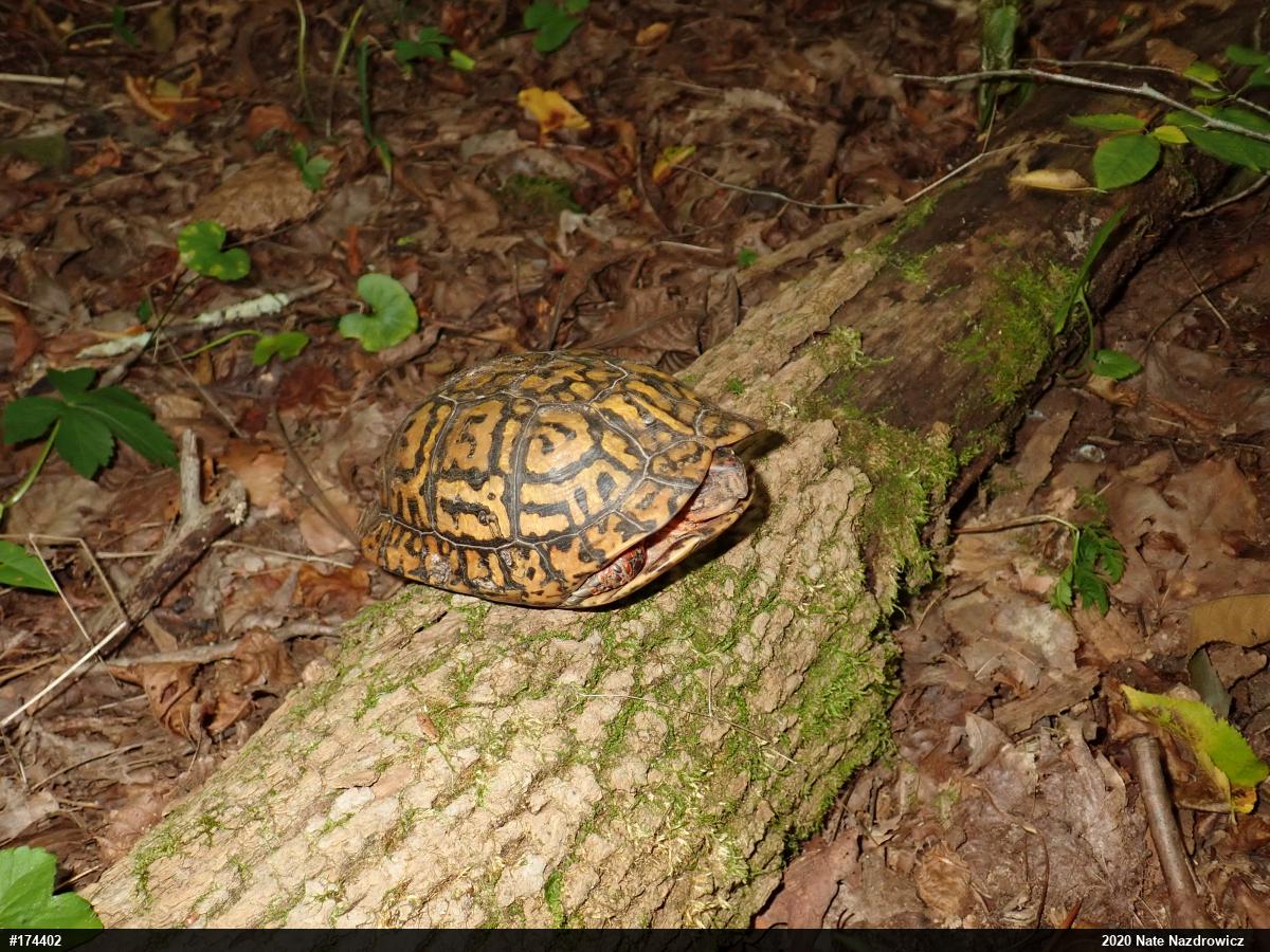 Eastern Box Turtle