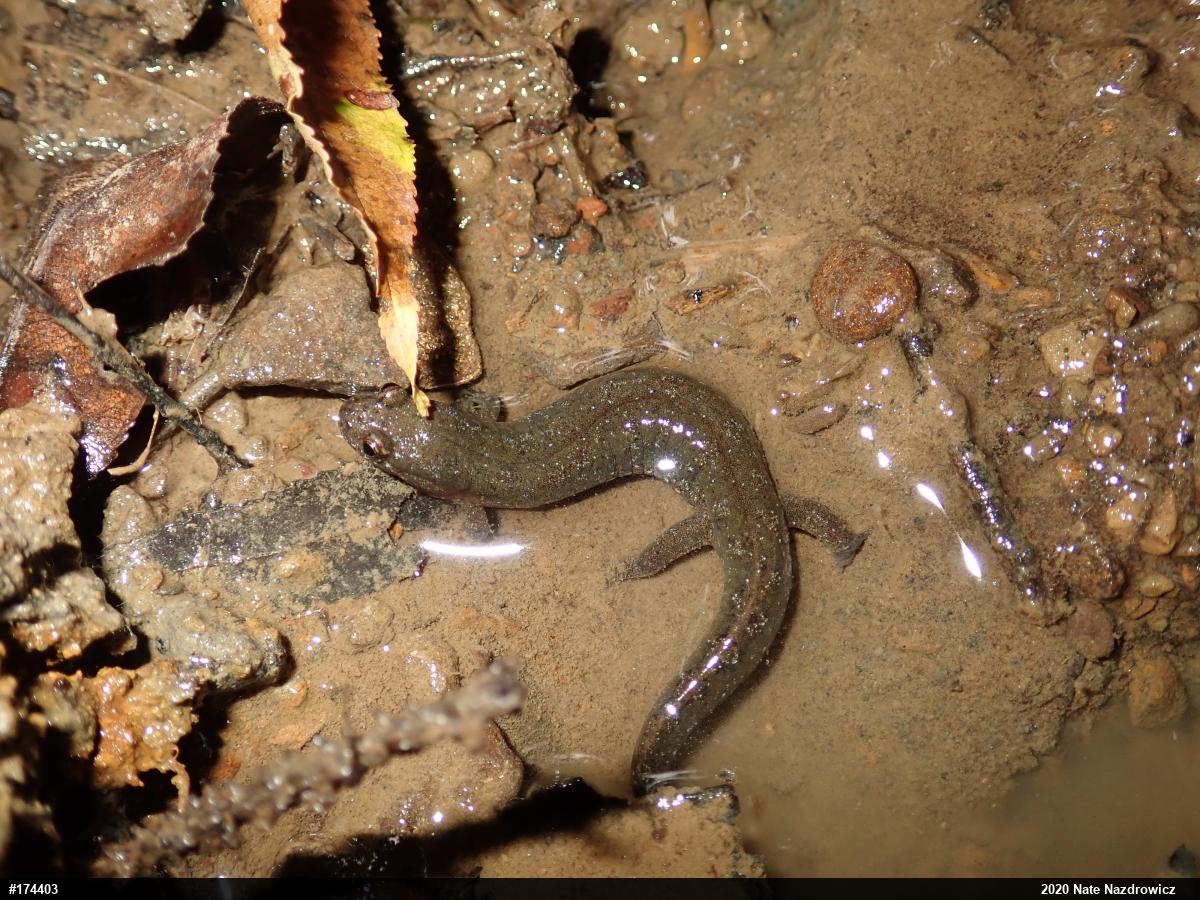 Northern Dusky Salamander