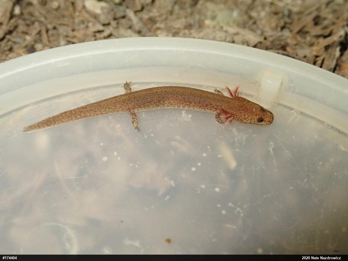 Northern Spring Salamander