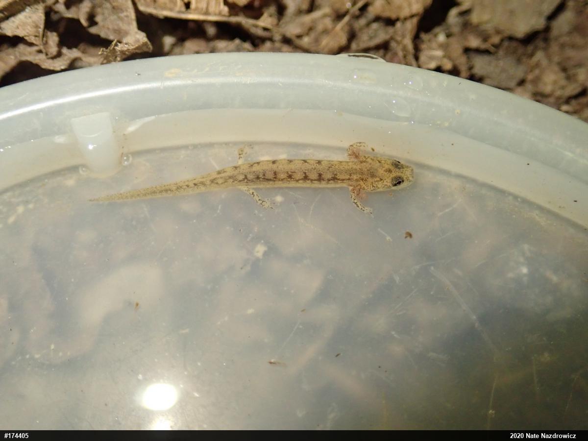 Northern Two-lined Salamander