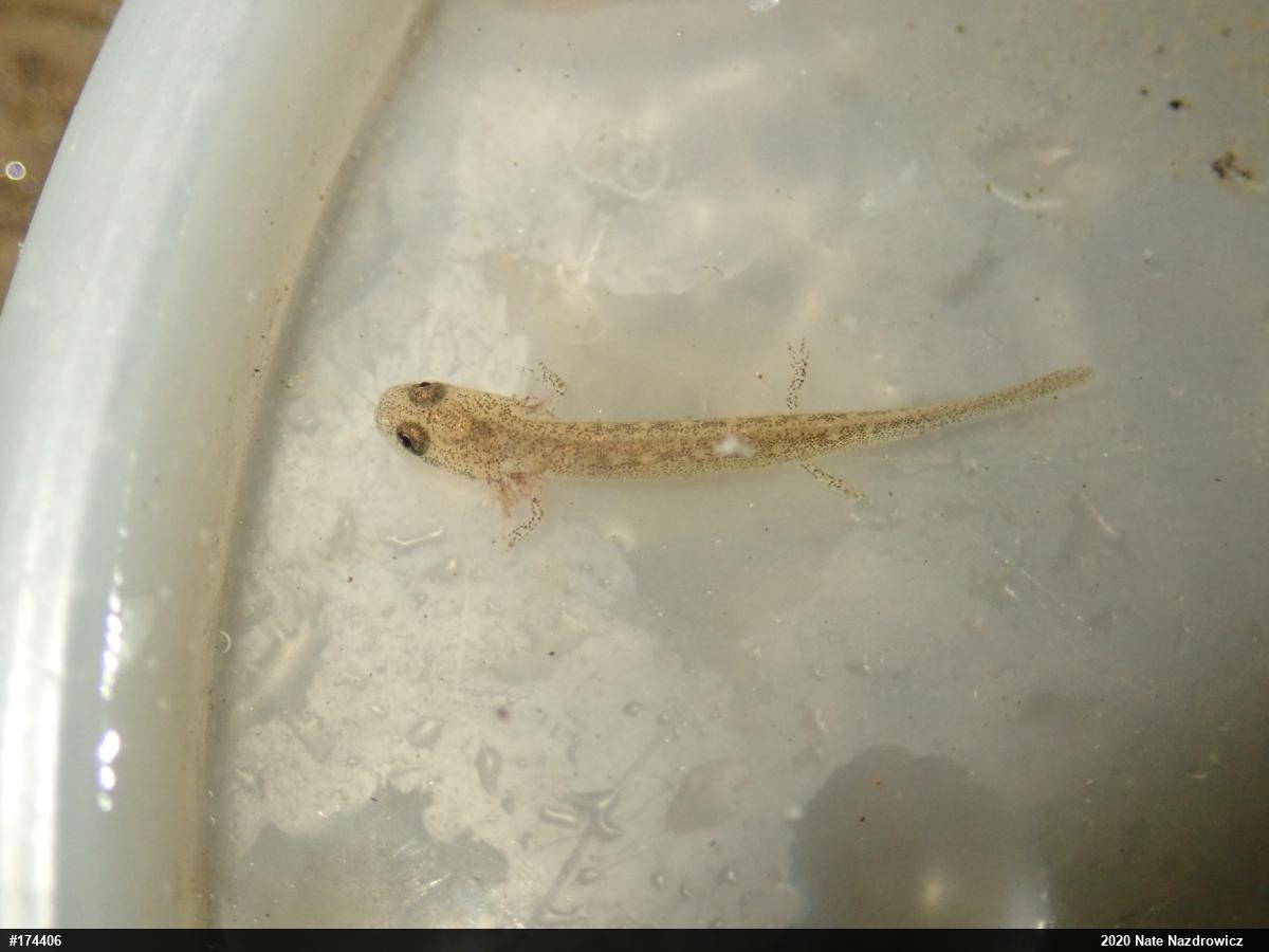 Northern Two-lined Salamander