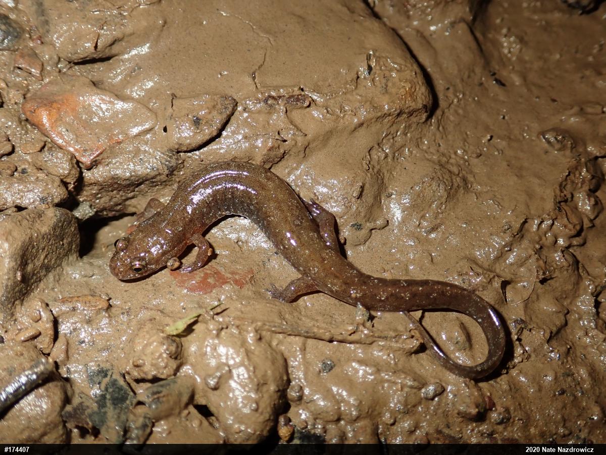 Northern Dusky Salamander
