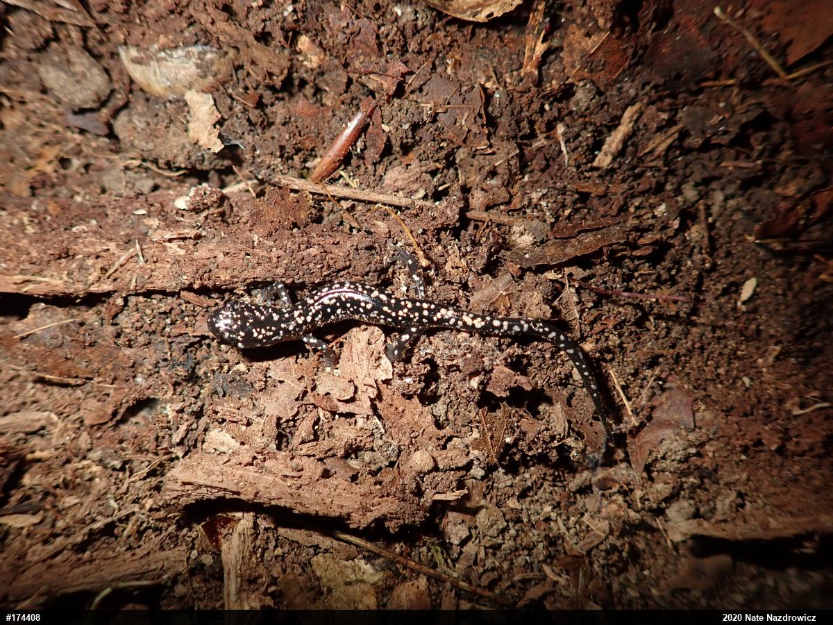 Northern Slimy Salamander