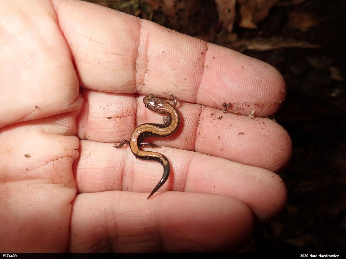 Eastern Red-backed  Salamander