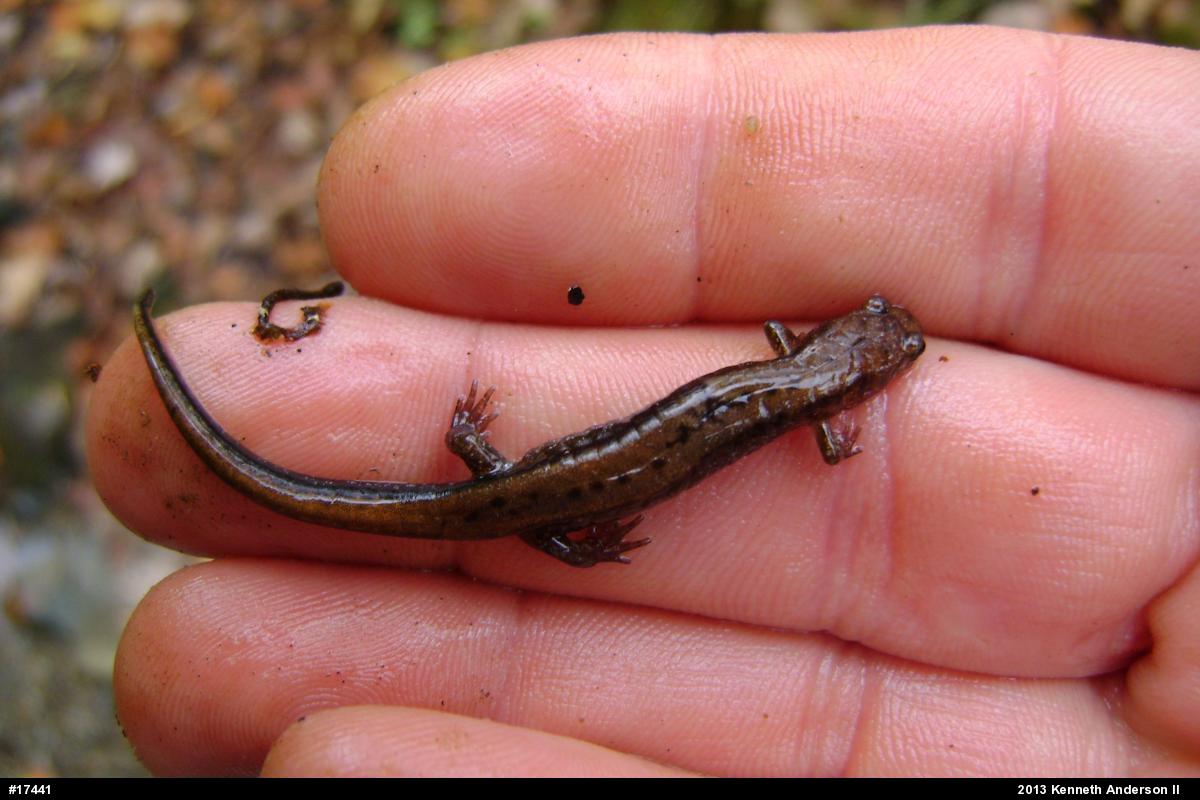 Allegheny Mountain Dusky Salamander