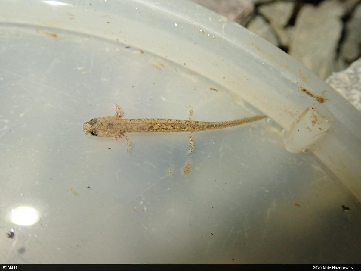 Northern Two-lined Salamander