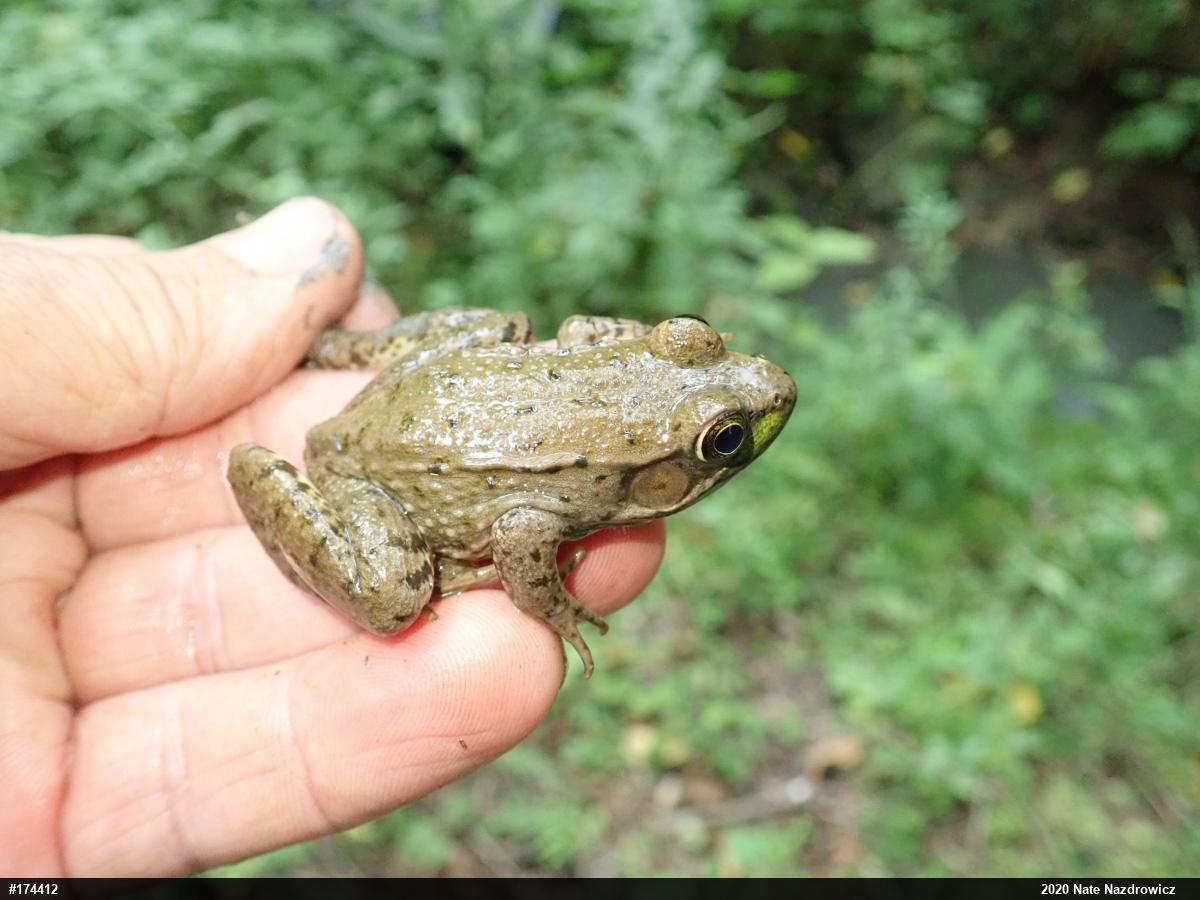 Green Frog