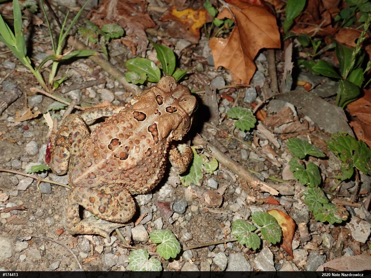 Eastern American Toad