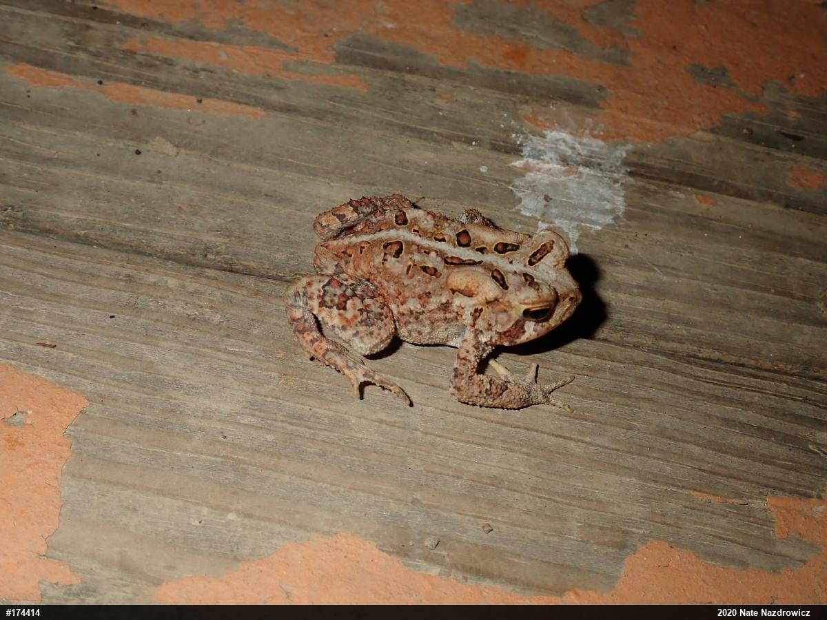 Eastern American Toad