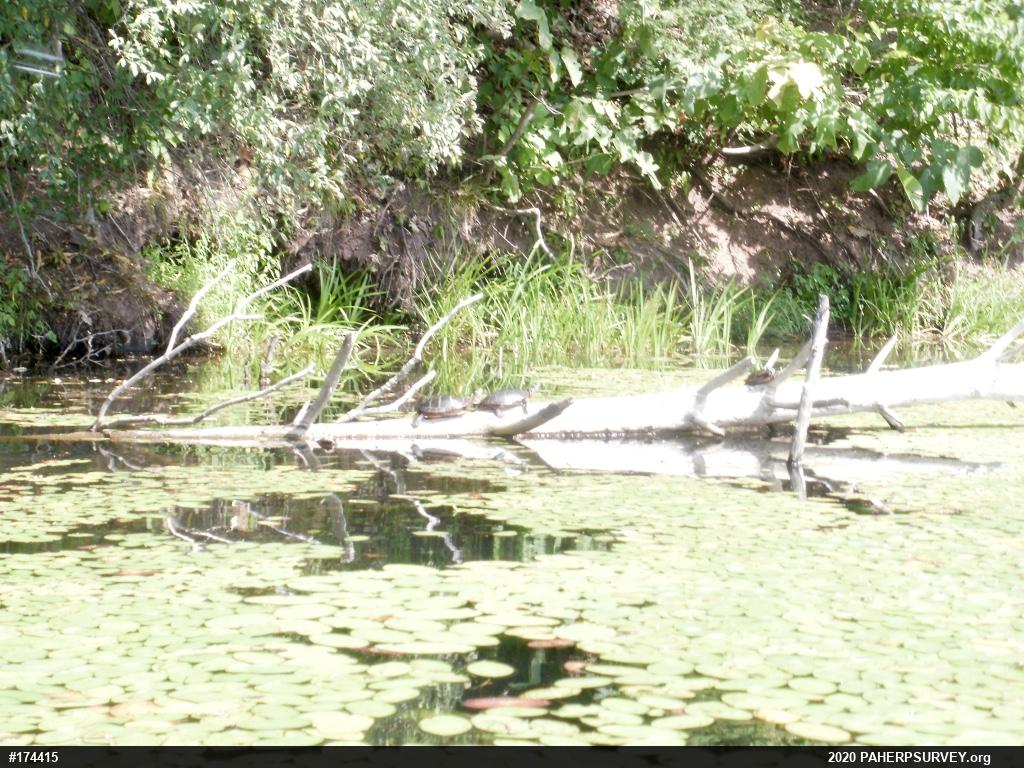 Painted Turtle