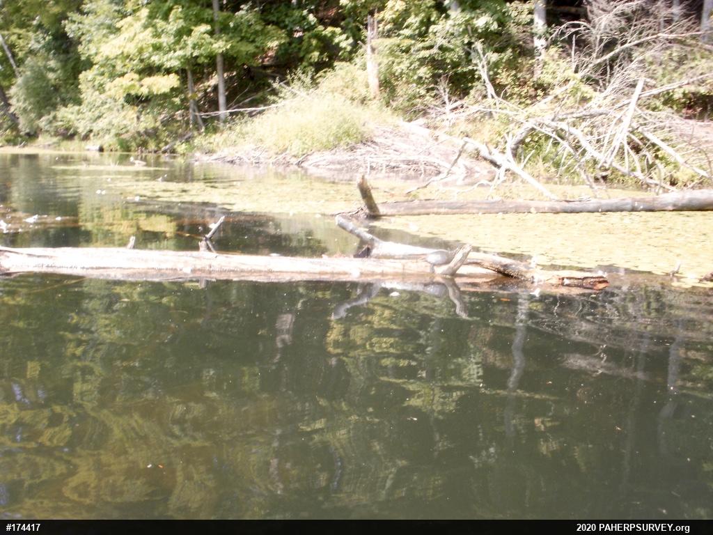 Painted Turtle