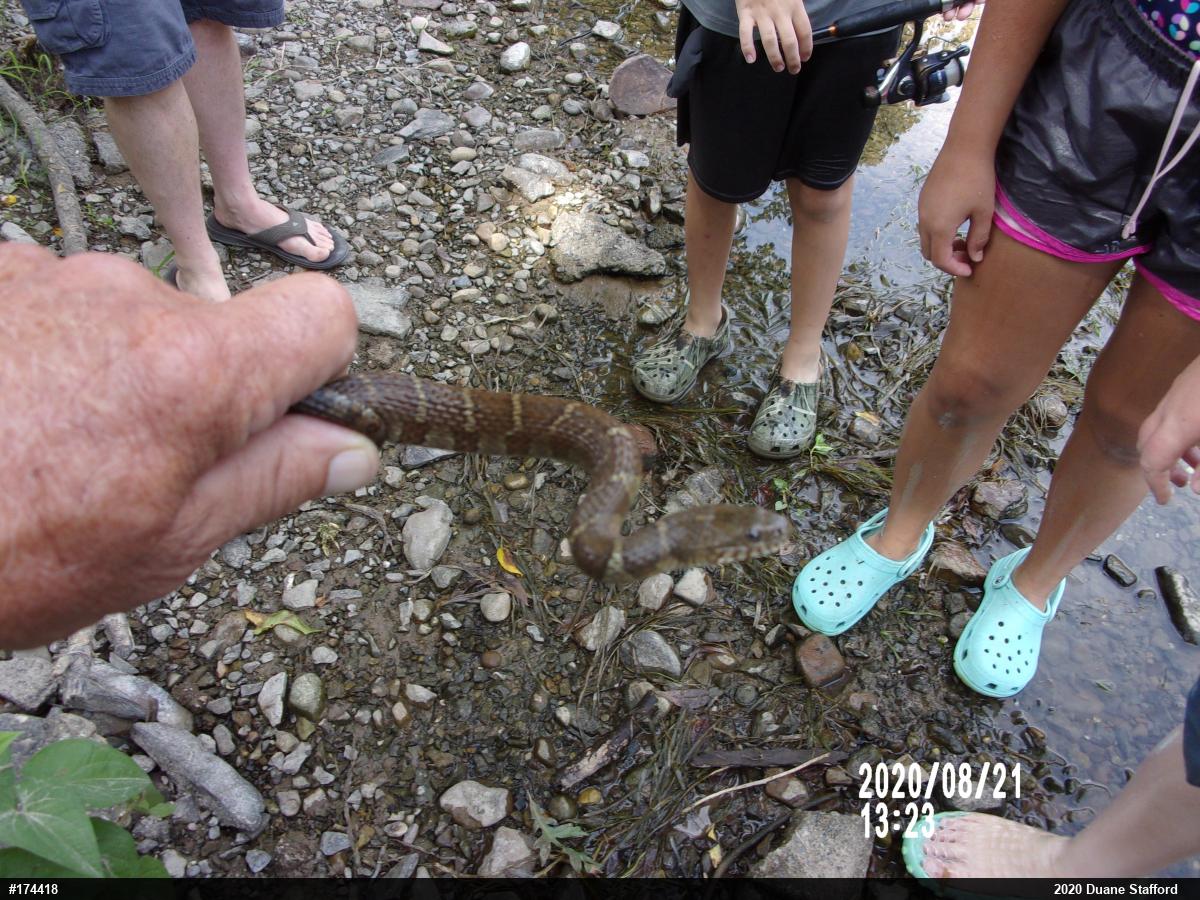 Northern Watersnake