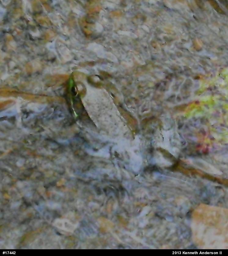 Green Frog