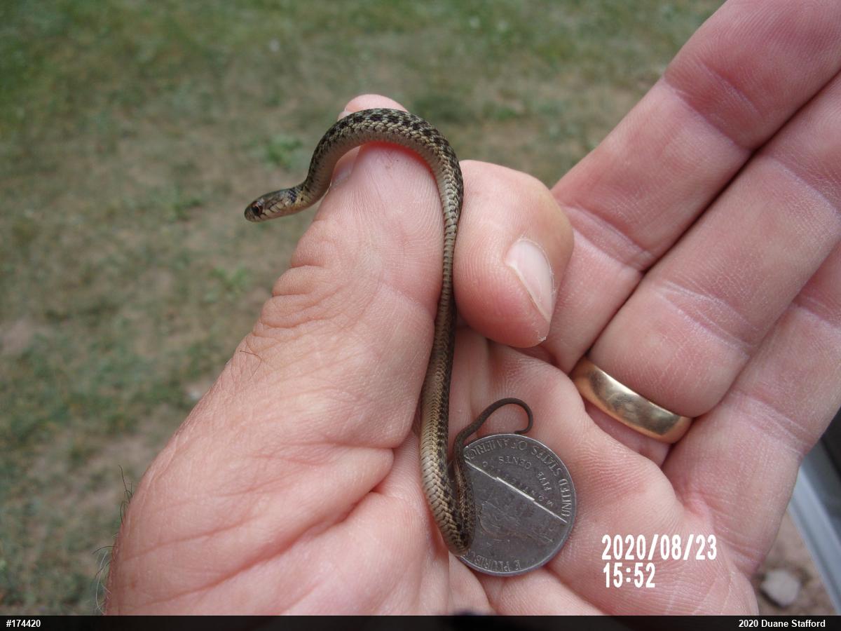 Eastern Gartersnake