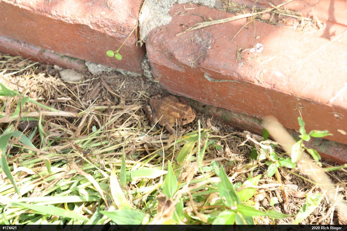 Eastern American Toad