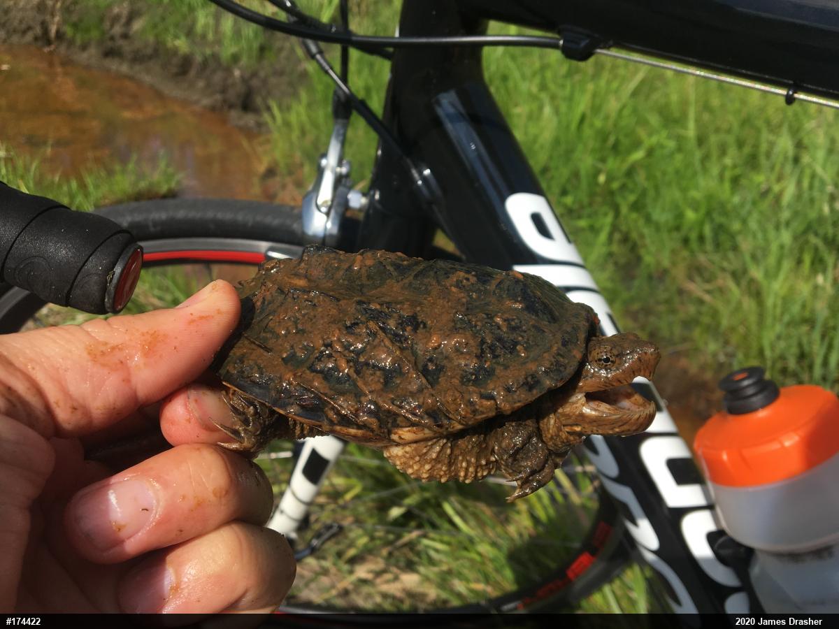 Snapping Turtle