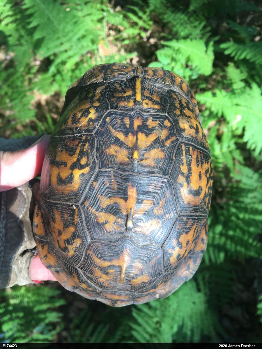Eastern Box Turtle
