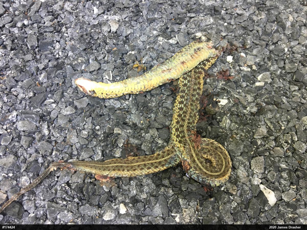 Eastern Gartersnake