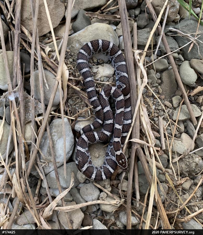 Eastern Milksnake