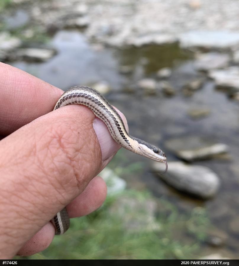 Queensnake