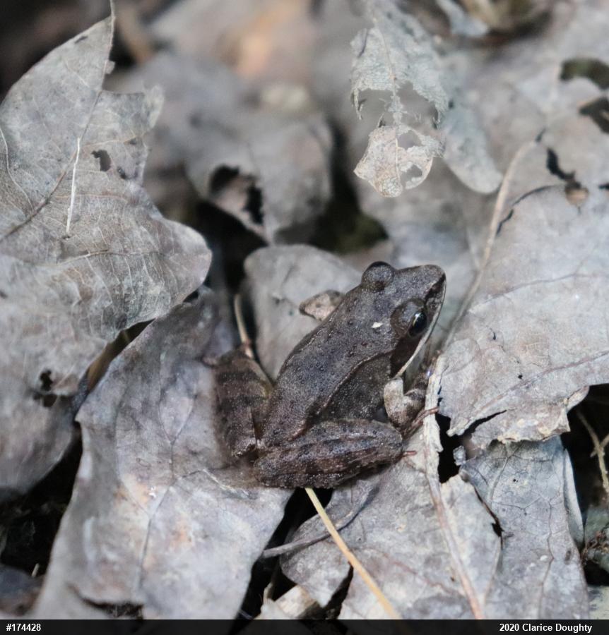 Wood Frog