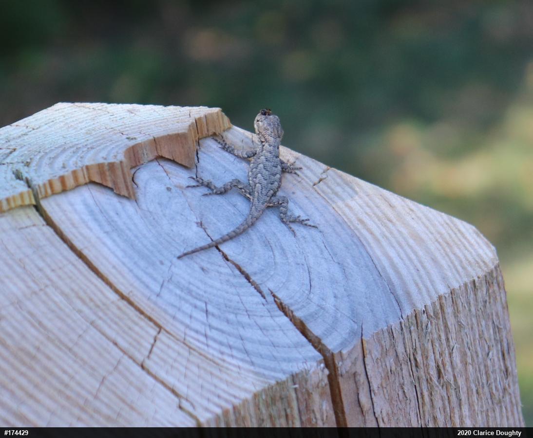 Eastern Fence Lizard