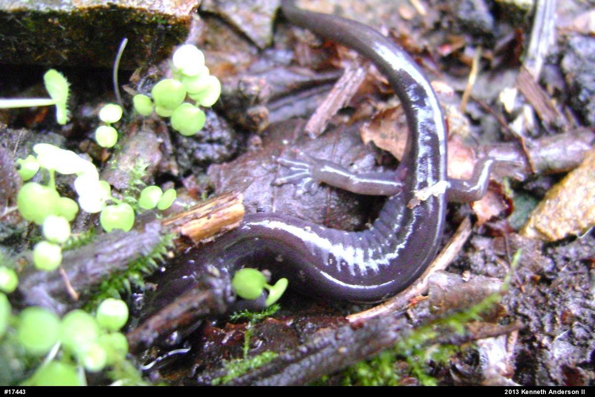 Wehrle's Salamander